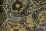 Polished Fossil Coral (Actinocyathus) - Morocco #100656-1